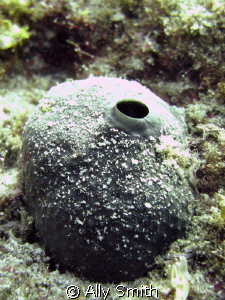 A Close-up of a sponge taken at Ronc Del Faro at 15m. Poo... by Ally Smith 